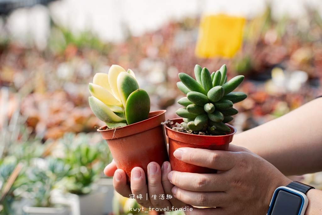 南投,埔里,最愛多肉植物教育農場,南投景點,埔里景點,親子景點,免費景點,一日遊,多肉植物賣場,多肉秘境,盆栽DIY,多肉植物