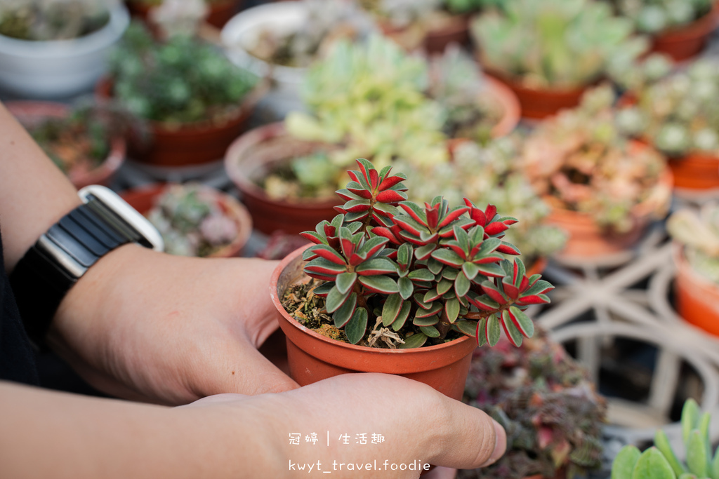 南投埔里免費景點推薦-最愛多肉植物教育農場-南投埔里多肉植物推薦-南投埔里親子景點推薦-南投埔里多肉盆栽DIY-68.jpg