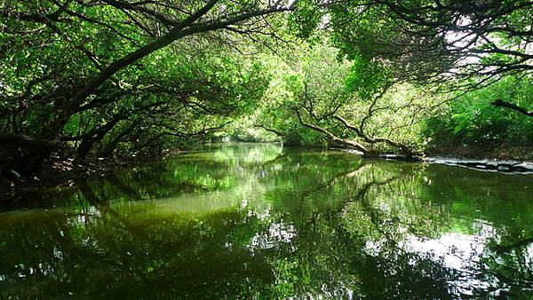 2014-08-18四草綠色隧道