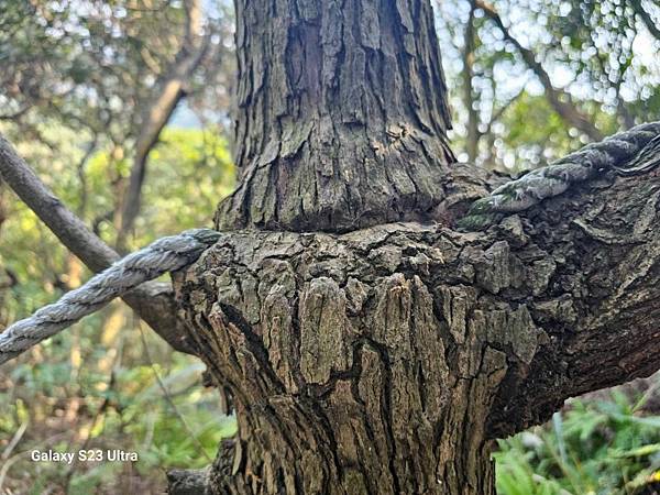 2024-02-17二坑步道、三湖步道、東福宮步道、鶯歌大湖