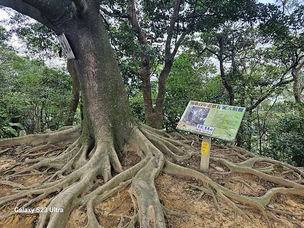 2024-02-17二坑步道、三湖步道、東福宮步道、鶯歌大湖