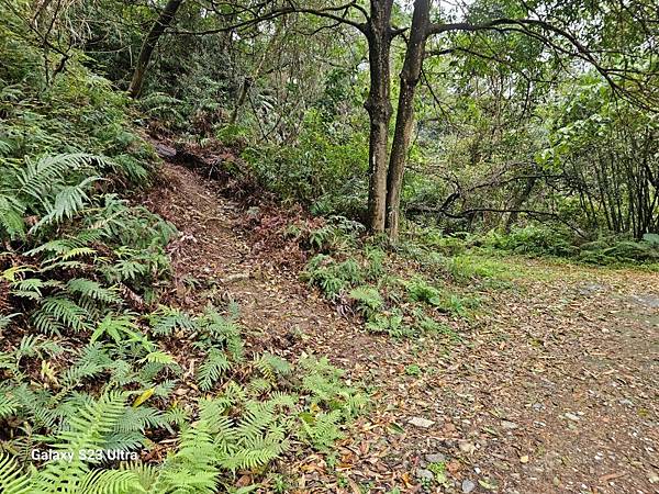 2024-03-03小金面山、西湖山、劍潭山北峰(1356)