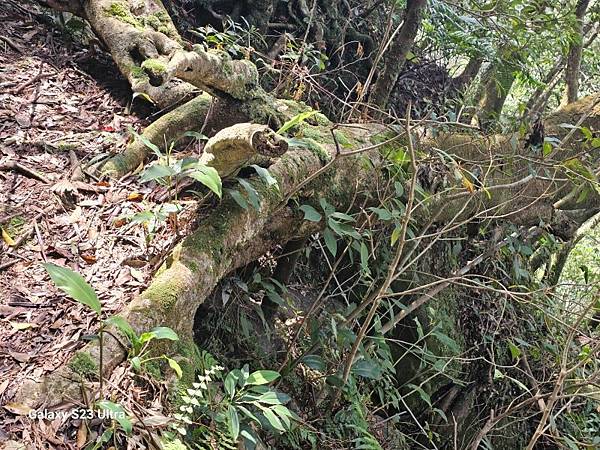 2024-03-20昇高坑瀑布連走昇高坑山、筆架山、炙子頭山