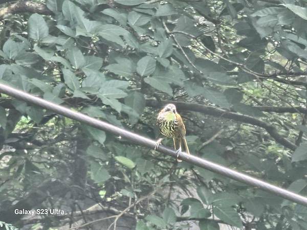 2024-06-30冷飯坑山東南峰、冷飯坑聚落