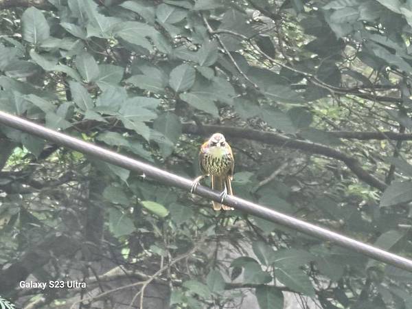 2024-06-30冷飯坑山東南峰、冷飯坑聚落