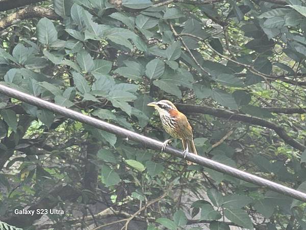 2024-06-30冷飯坑山東南峰、冷飯坑聚落