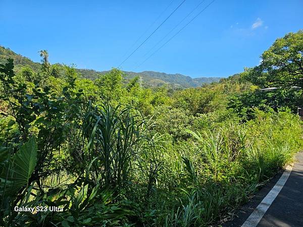 2024-08-03松仔嶺古道、石笋尖東南峰、石笋古道O走( 2024-08-03松仔嶺古道、石笋尖東南峰、石笋古道O走(