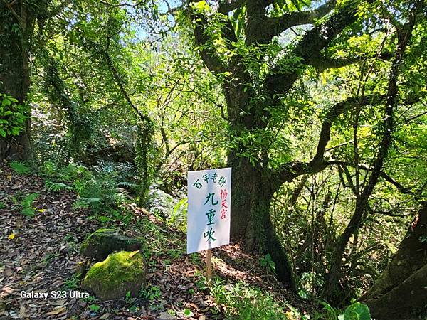 2024-08-03松仔嶺古道、石笋尖東南峰、石笋古道O走( 2024-08-03松仔嶺古道、石笋尖東南峰、石笋古道O走(