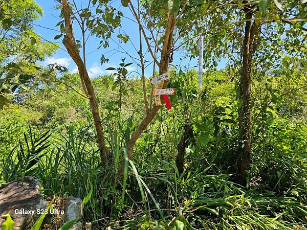 2024-08-03松仔嶺古道、石笋尖東南峰、石笋古道O走( 2024-08-03松仔嶺古道、石笋尖東南峰、石笋古道O走(