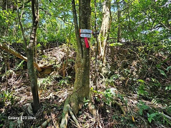 2024-08-03松仔嶺古道、石笋尖東南峰、石笋古道O走( 2024-08-03松仔嶺古道、石笋尖東南峰、石笋古道O走(