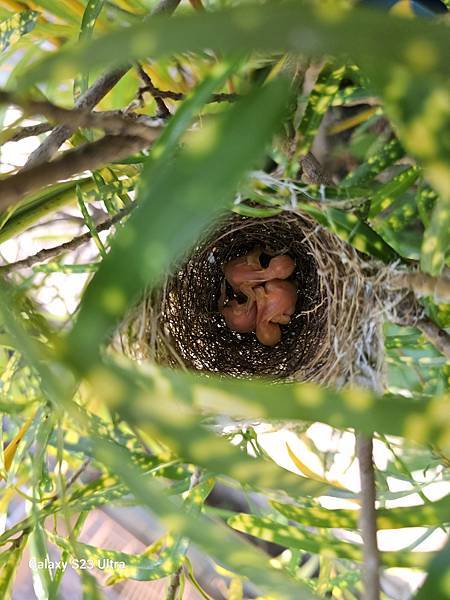 2024-08-14我家花台上第5窩綠繡眼