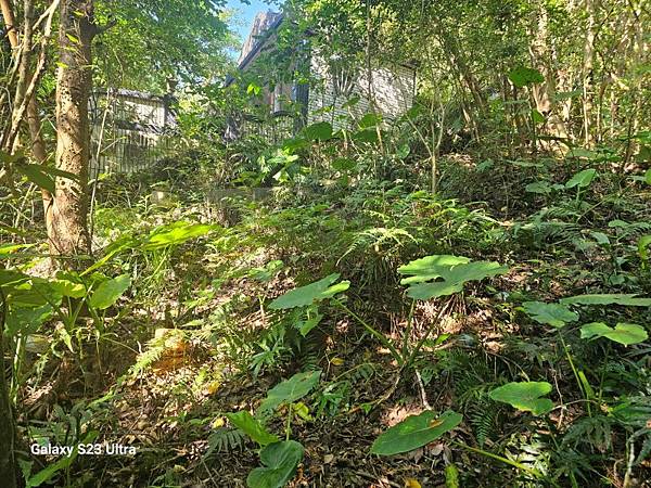 2024-09-01石厝坑山、瑪陵尖東北峰O走(1375) 2024-09-01石厝坑山、瑪陵尖東北峰O走(1375)