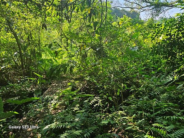 2024-09-01石厝坑山、瑪陵尖東北峰O走(1375) 2024-09-01石厝坑山、瑪陵尖東北峰O走(1375)