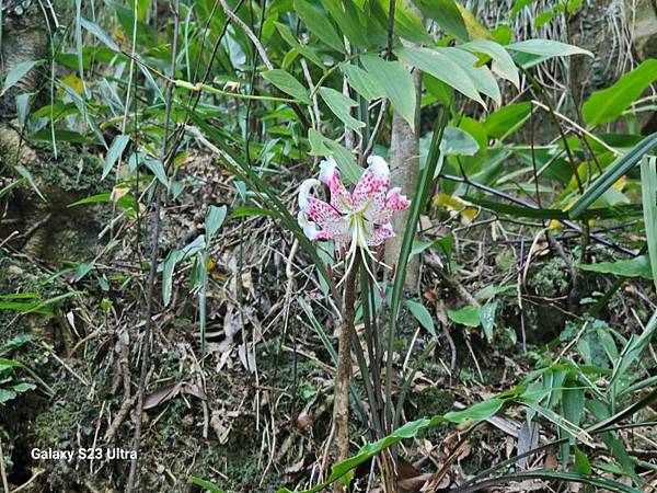 2024-09-01石厝坑山、瑪陵尖東北峰O走(1375) 2024-09-01石厝坑山、瑪陵尖東北峰O走(1375)
