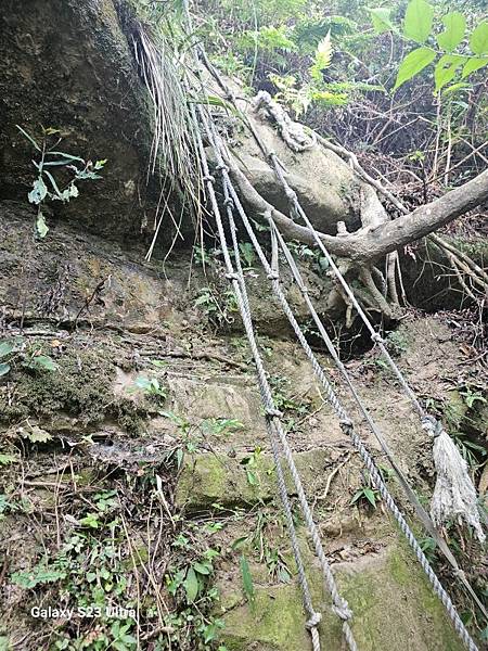 2024-09-01石厝坑山、瑪陵尖東北峰O走(1375) 2024-09-01石厝坑山、瑪陵尖東北峰O走(1375)