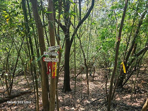 2024-09-01石厝坑山、瑪陵尖東北峰O走(1375) 2024-09-01石厝坑山、瑪陵尖東北峰O走(1375)