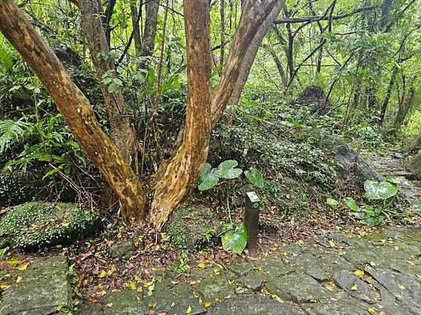 2024-11-09士林區天溪園生態教育中心