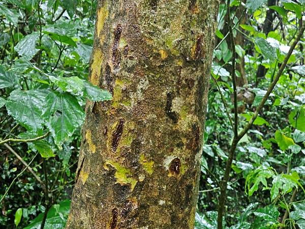 2024-11-09士林區天溪園生態教育中心