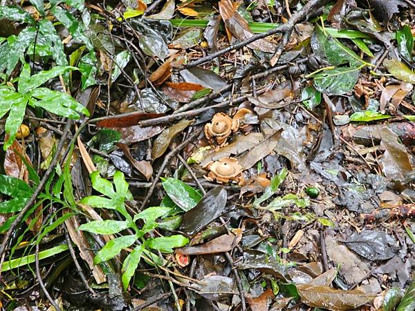 2024-11-09士林區天溪園生態教育中心