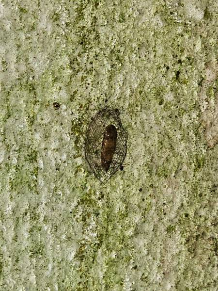 2024-11-09士林區天溪園生態教育中心