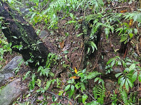 2024-11-09士林區天溪園生態教育中心