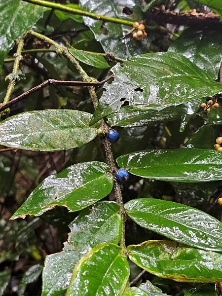 2024-11-09士林區天溪園生態教育中心