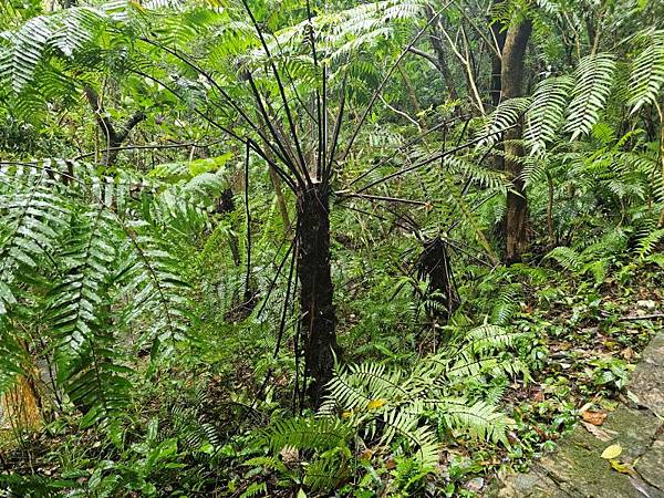 2024-11-09士林區天溪園生態教育中心