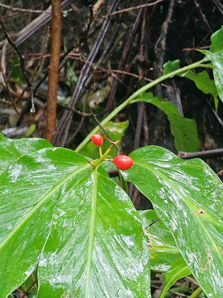 2024-11-09士林區天溪園生態教育中心