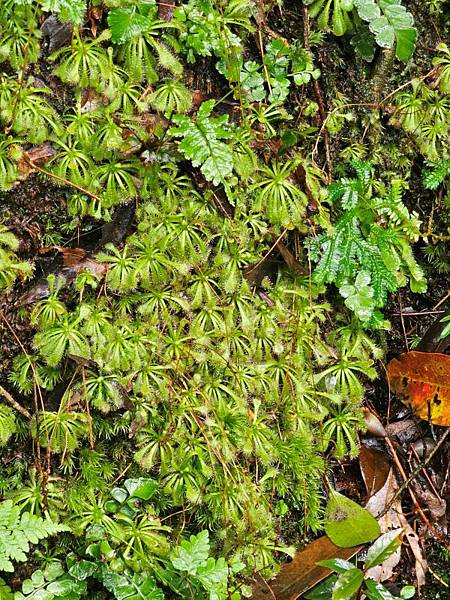 2024-11-09士林區天溪園生態教育中心