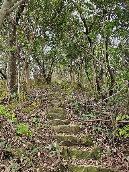 2025-01-07樹梅古道登拇指山