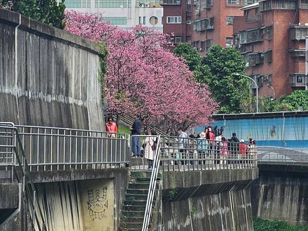 2024-02-05樂活公園2025櫻花季