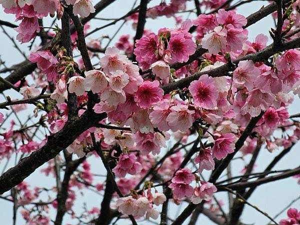 2024-02-05樂活公園2025櫻花季