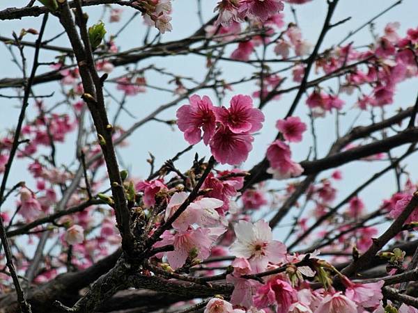 2024-02-05樂活公園2025櫻花季