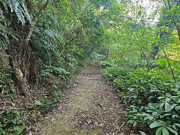 2025-02-11新店雙坑山(1419)