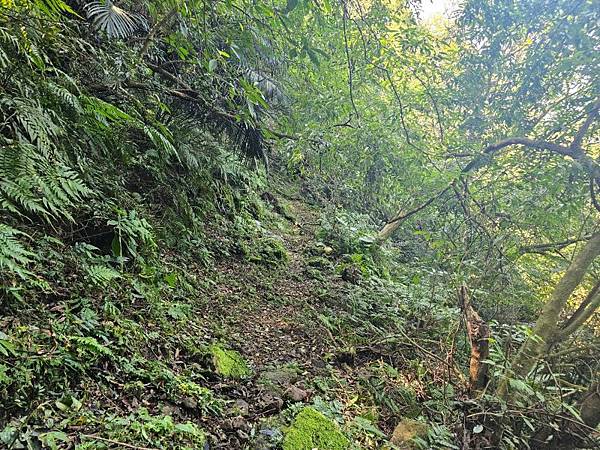 2025-02-11新店雙坑山(1419)