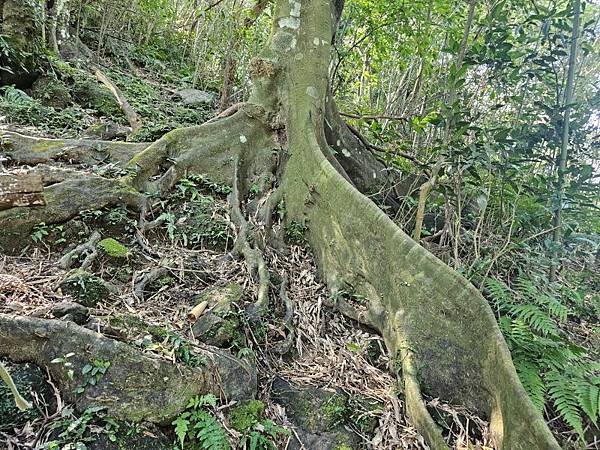 2025-02-11新店雙坑山(1419)