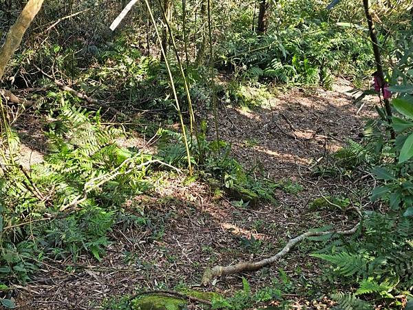 2025-02-11新店雙坑山(1419)