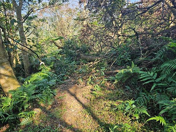 2025-02-11新店雙坑山(1419)