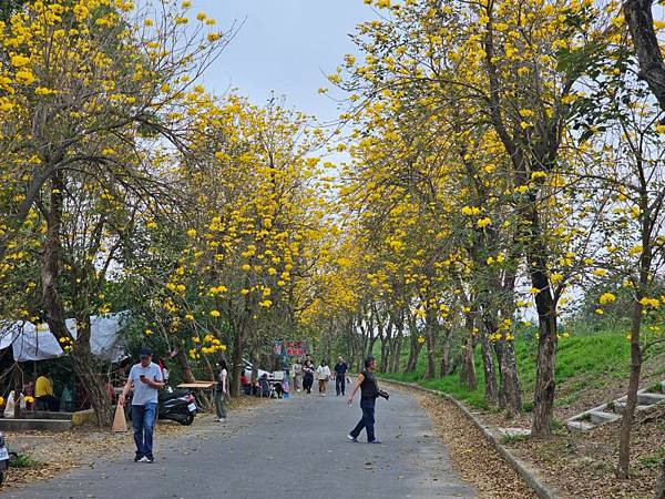 2025-03-15黃花風鈴木在嘉義太保市