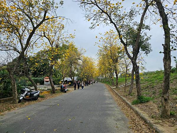 2025-03-15黃花風鈴木在嘉義太保市