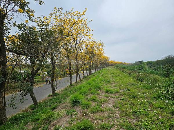 2025-03-15黃花風鈴木在嘉義太保市