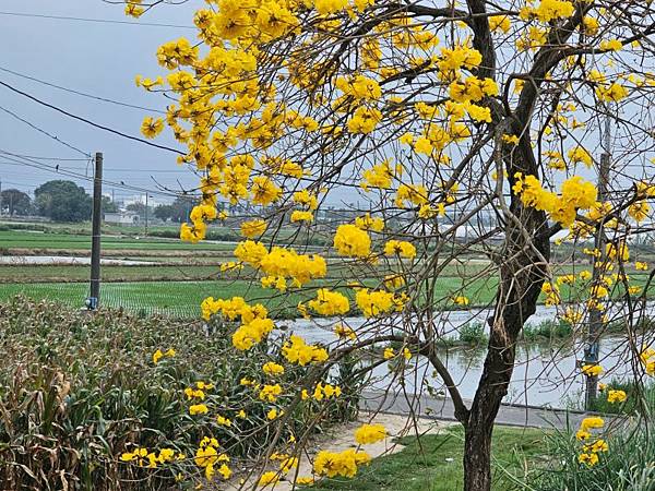 2025-03-15黃花風鈴木在嘉義太保市