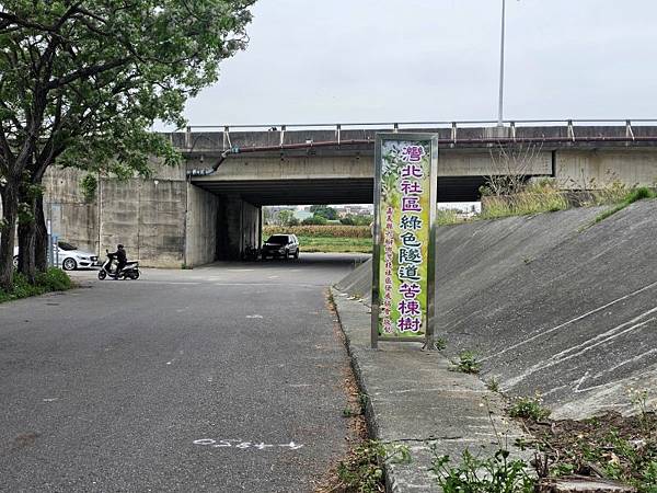 2025-03-15黃花風鈴木在嘉義太保市
