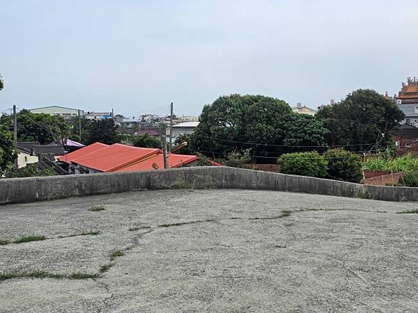 2025-03-15黃花風鈴木在嘉義太保市