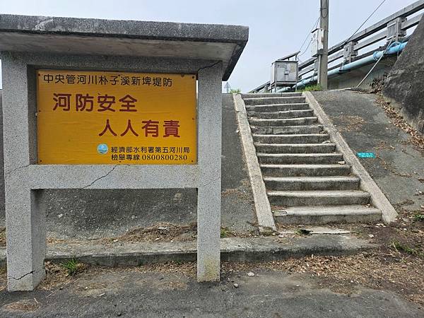 2025-03-15黃花風鈴木在嘉義太保市