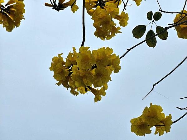2025-03-15黃花風鈴木在嘉義太保市