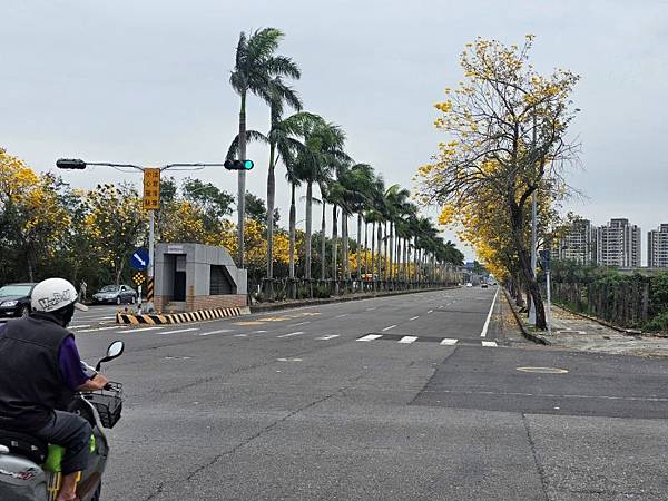 2025-03-15黃花風鈴木在嘉義太保市