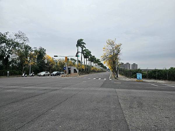 2025-03-15黃花風鈴木在嘉義太保市