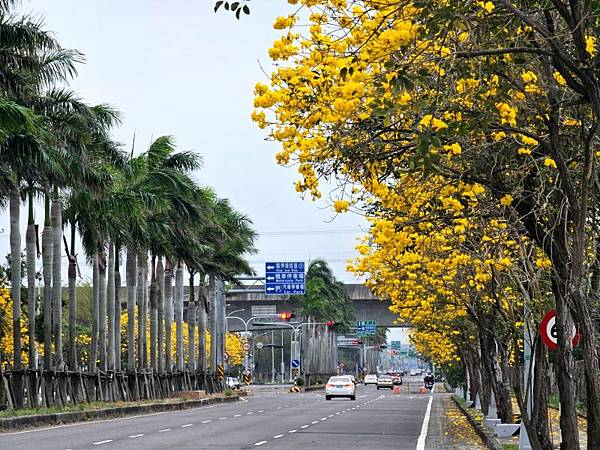2025-03-15黃花風鈴木在嘉義太保市