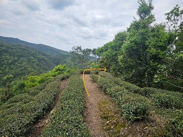 2025-04-03雲海山縱走烏窟子山(1413)
